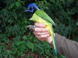 Green Jay - Cyanocorax yncas
