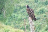 Turkey Vulture - Cathartes aura