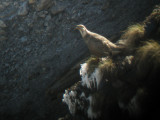 Caucasian Snowcock - Tetraogallus caucasicus, Kazbegi