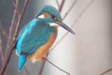 Common Kingfisher - Alcedo atthis - IJsvogel