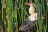 Little Bittern - Ixobrychus minutus - Wouwaapje