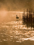 Backlit in the Mist