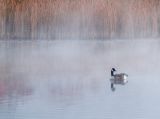 Misty Morning