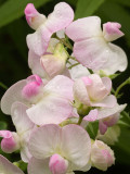 Sweet Peas