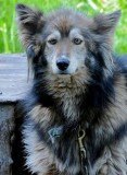 Mush dog Betty, a Siberian Husky.
