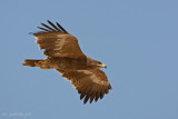 Steppe Eagle ( Aquila nipalensis )