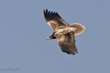Egyptian Vulture ( Neophron percnopterus )