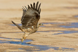 Black Kite ( Milvus migrans )