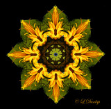 60 Sunflower Kaleidoscope