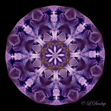 20 Hyacinth Kaleidoscope 12