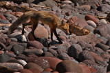 Temperance River Fox 3 (Temporary Placement)