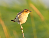 Rietzanger / Sedge Warbler