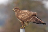 Buizerd / Buzzard