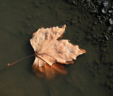 Leaf in a Puddle