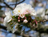 Spring blossoms.