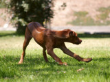 Can you see what she is chasing???  (a bee!)