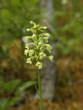 Day 1: Gymnadeniopsis clavellata (club-spur orchid)