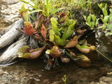 Day 1: Sarracenia purpurea subsp. purpurea (northern purple pitcher plant)