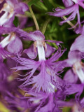 Platanthera shriveri (pale frilly orchid)