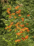 Lilium superbum (Turks cap lily)
