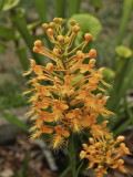 Platanthera ciliaris (yellow fringed orchid)