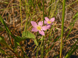 Sabatia stellaris (marsh pink) in one of the damp swales