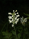 Platanthera blephariglottis