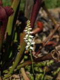 Front yard bog garden