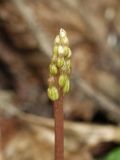 Corallorhiza odontorhiza buds closeup - note seed capsules already forming!