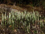 Spiranthes cernua group - this view covers about 6 feet across - flower stems about 8 inches tall
