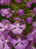 Platanthera psycodes