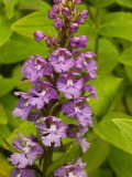 Platanthera psycodes
