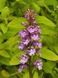Platanthera psycodes