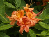 Rhododendron calendulaceum (flame azalea)