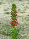 Lobelia cardinalis (cardinal flower) now about three feet (1 meter) tall