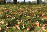 Leaves in Hampstead Heath (10/19)