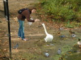 Feeding a Swan (10/14)
