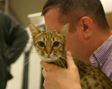 Prue was placed 4 of 4 female ocicats in open class and lost the certificate