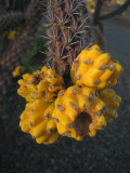 Yellow cactus fruit
