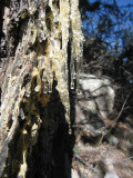 Sap drips from tree as we approach Emory Pass