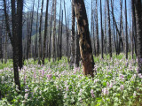 Flowers growing after forest fire