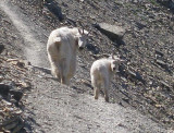 Mountain Goats synchronised
