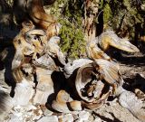 Bristlecone Pine mear White Mountain
