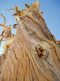 Foxtail Pine, Tuolumne Meadows