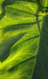 patterns on an elephant leaf