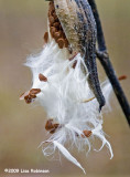 The Milkweed Pops!