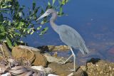 Little Blue Heron