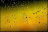 Charlottes Web
