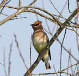 Cedar waxwing