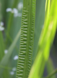  Pattern on a plant